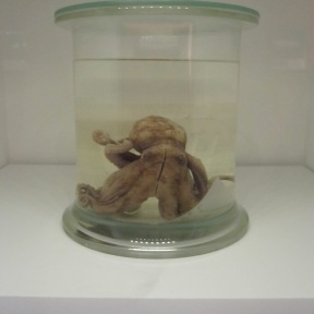 Charles Darwin's pet octopus