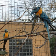 Blue throated Macaws