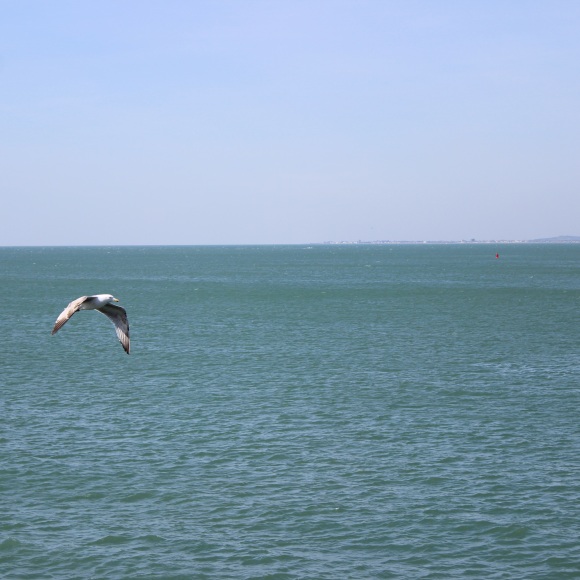 Seagull and sea