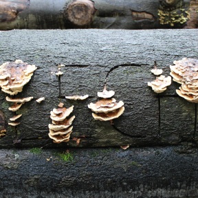 Turkey tail mushrooms on tree trunk