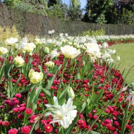 Tulip flower display