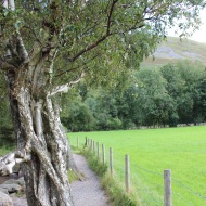 Path and tree
