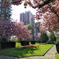 Blossoms and garden