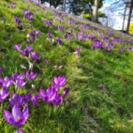 Purple crocus on a hillside
