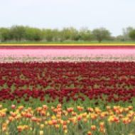 Colourful rows of tulips
