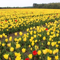 Norfolk Tulip Fields